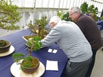 Bonsai Tree National Exhibition 2012